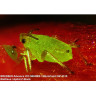 Микроскоп BRESSER Advance ICD 10x–160x 33142